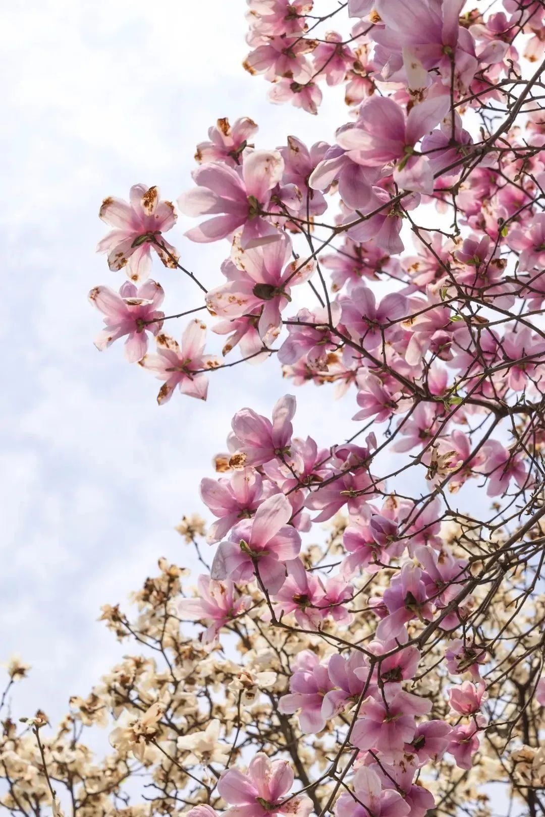 被醉驾役两月判拘秀屿首例