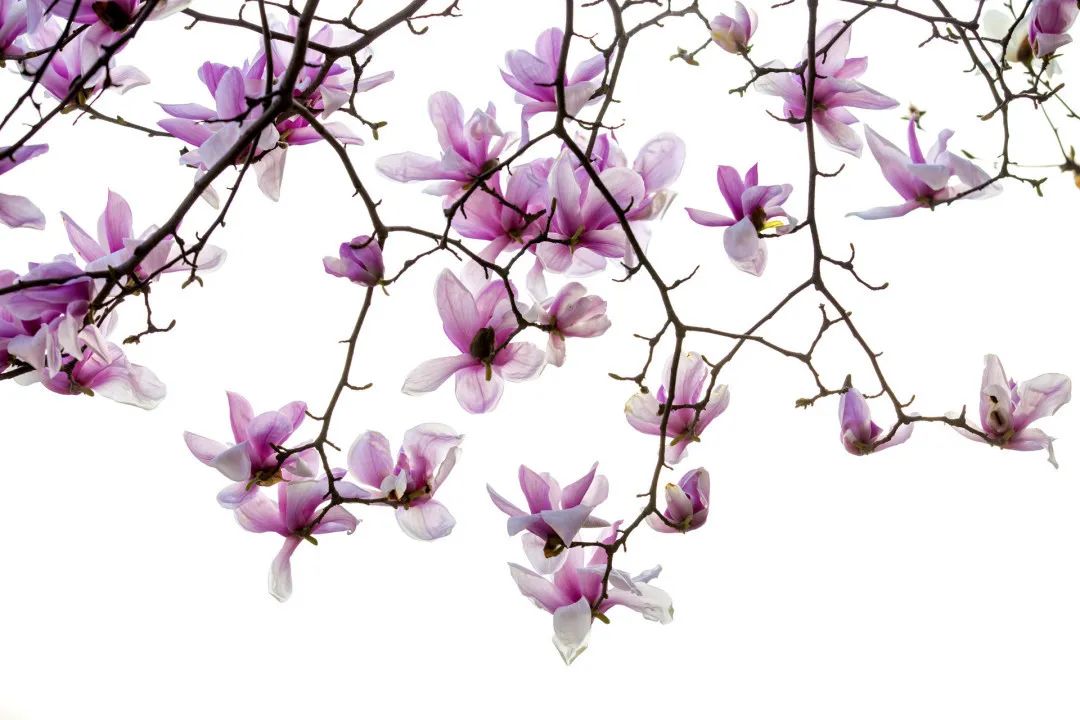 供应充足，价格跳水 ！福州市民实现草莓“自由”