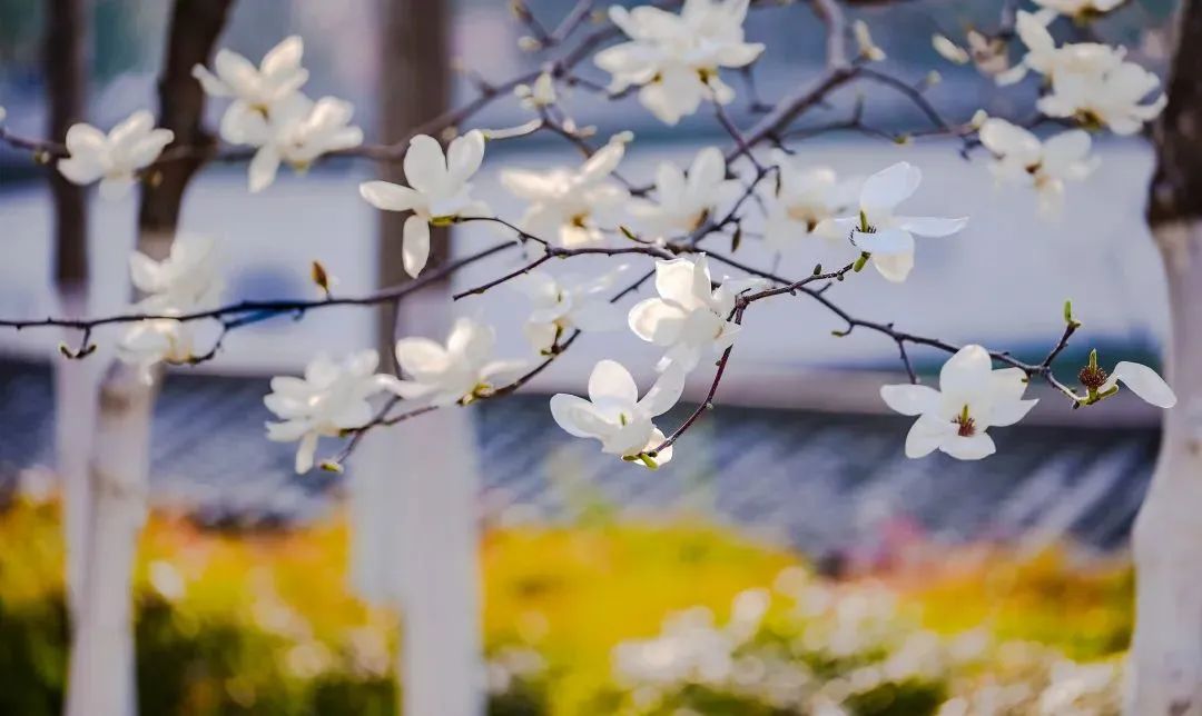 牌发境外中信债券 在行绿色港交银行首支所挂