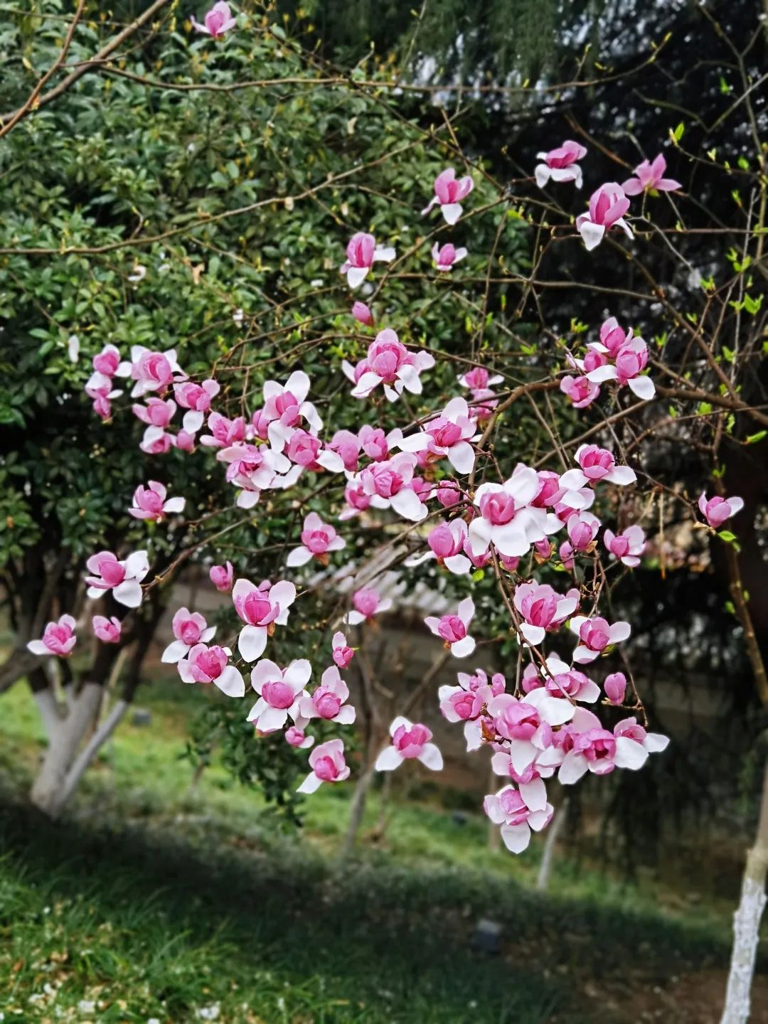 进镇宣传保险开展工行巢湖存款支行走乡