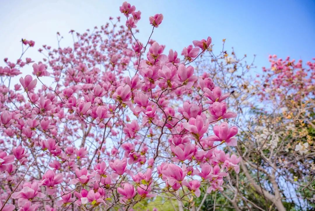 马鞍中信展反行走银行袋子山分守护传 进社假宣居民区开钱