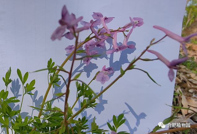 服务再升温 中信银行用心开展“适老化”服务