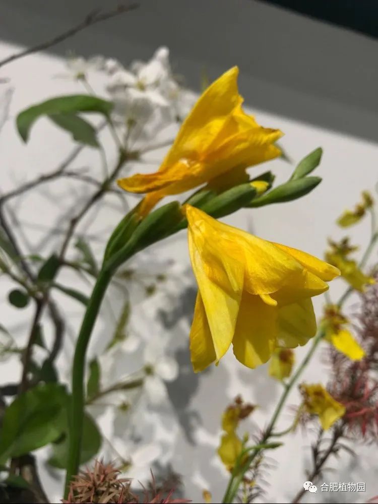 “专业,让每个家庭拥有平安”中国平安启动成立35周年感恩回馈