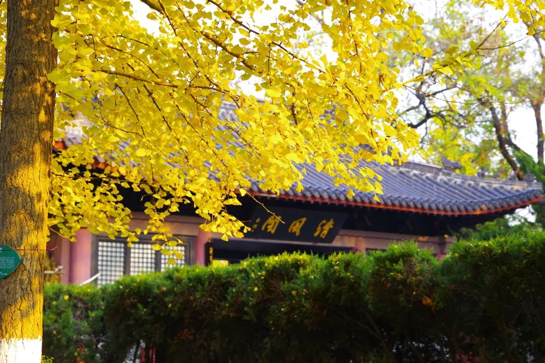 包公园照片 (14).JPG