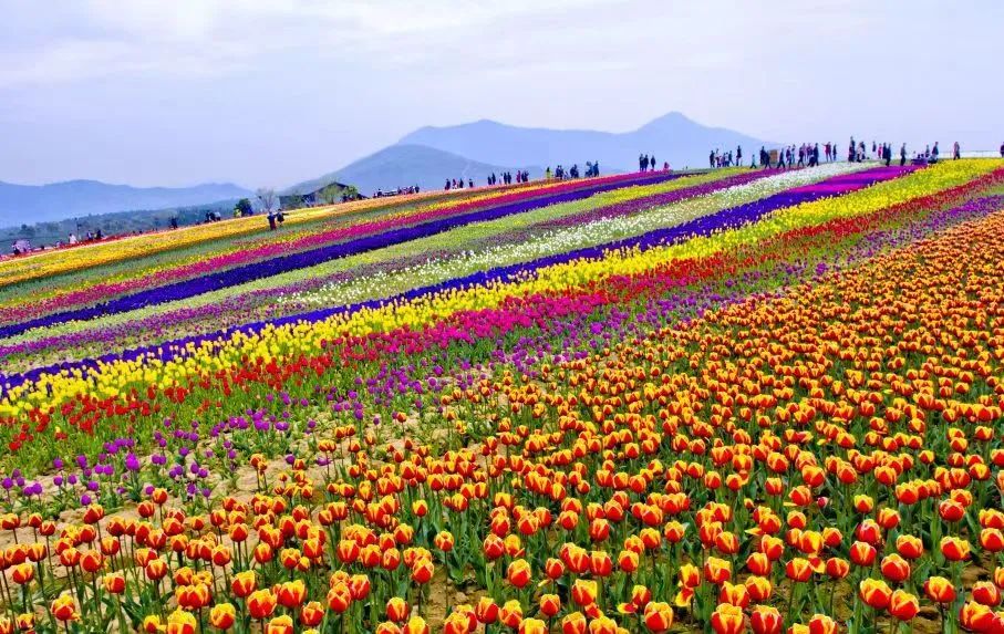 疾保万元马鞍泰康人寿支快山中速赔险金付重