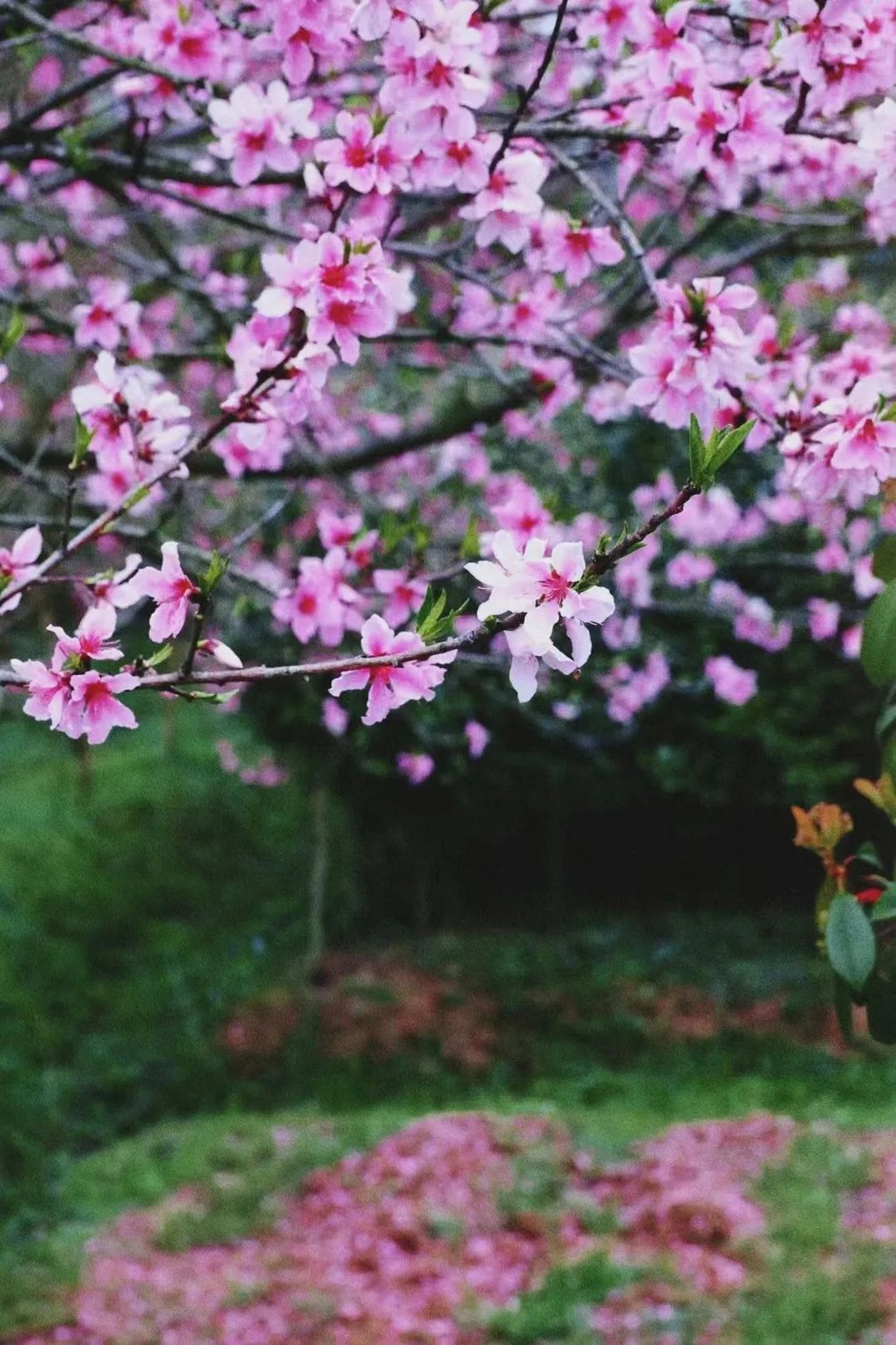 通县财心用一卡 用政局准监众子汉阴护群管情守钱袋精
