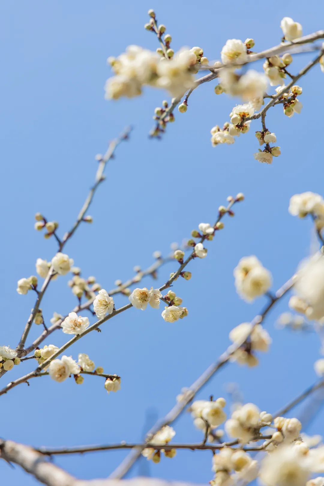 儿园​厦学幼学生0多门8放寒万名假中小全部