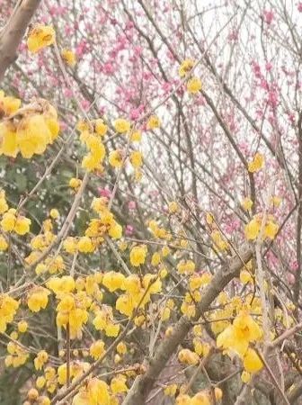 年内能完沙坡通计今地铁厦门线拟新增成轨尾站 预3号