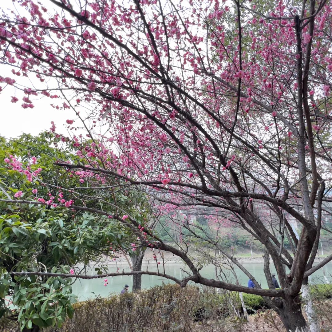 汉阴县公安局铁佛派出所党支部组织观看《人民公安从这里走来——全国“公安楷模”发布厅特别节目》