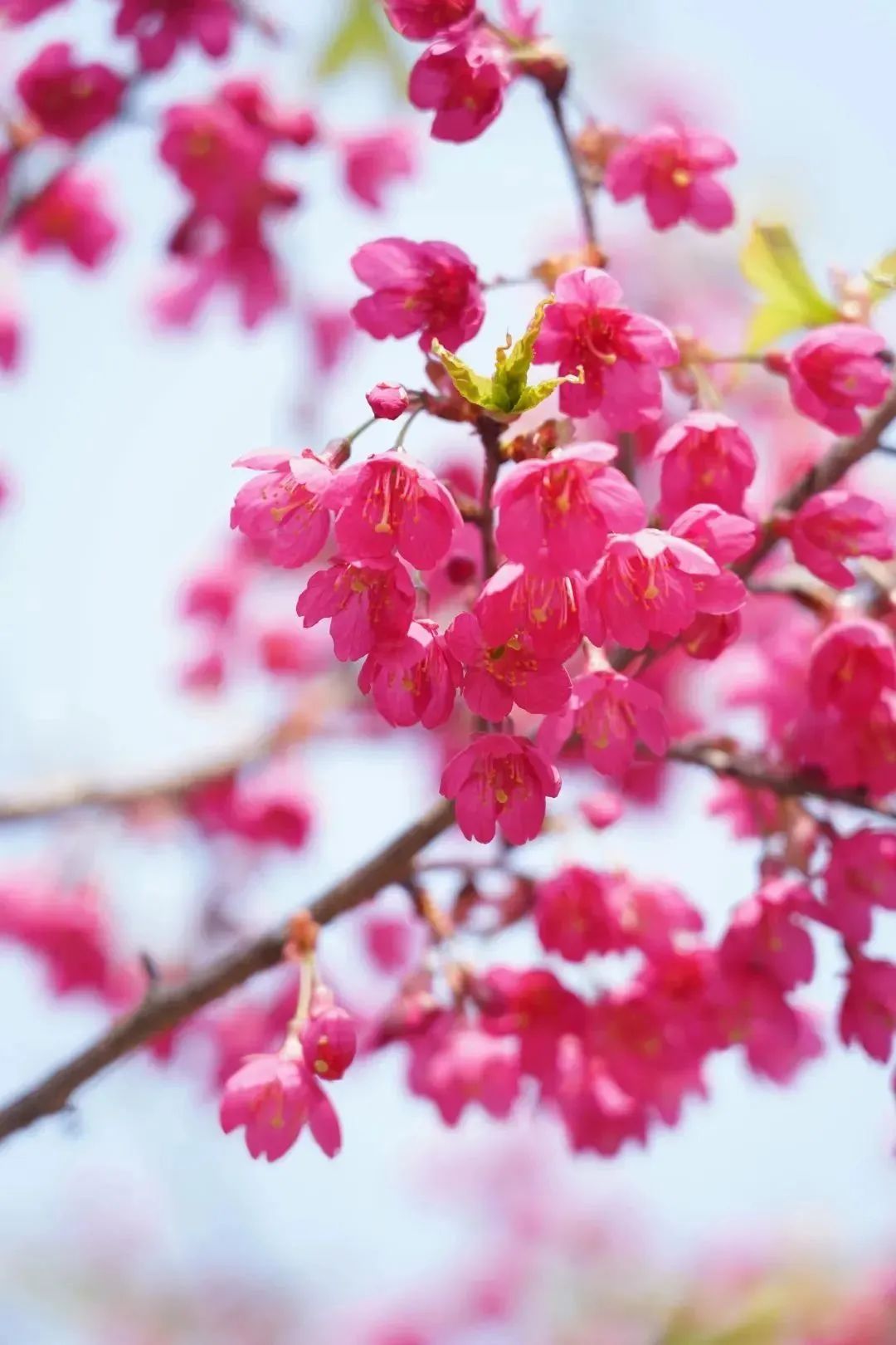 委十达县工作县妇习传次全全县联学六届十一汉阴会暨会议经济精神