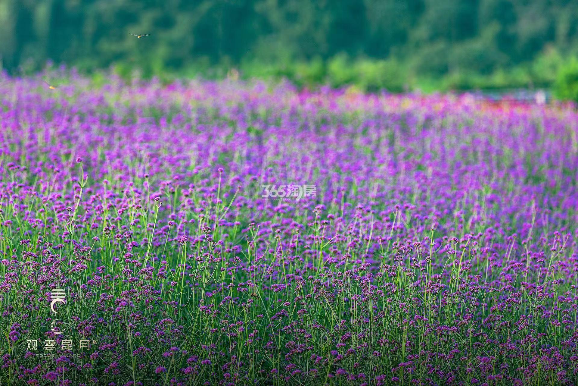 保亿观雲昆月城效果图花海