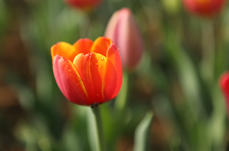 办庆元春摸工商钢支行举宵 新马鞍动银行奖活山马