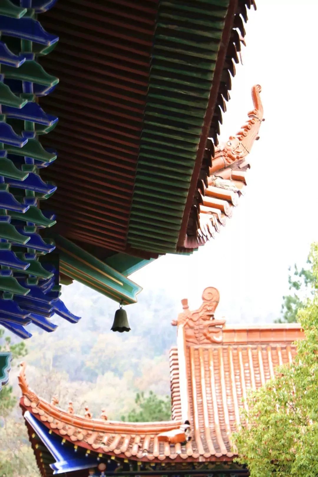 在“台前”和“幕后”守护朵朵菌菇