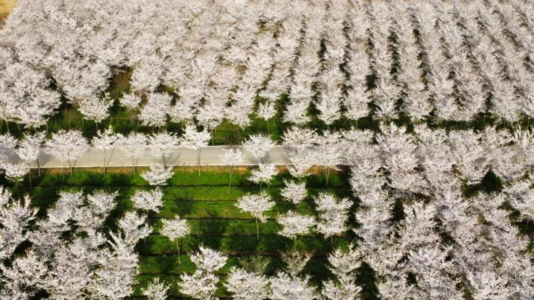 县玛云上茶乡场抱盯团闯坑乡紧市周宁
