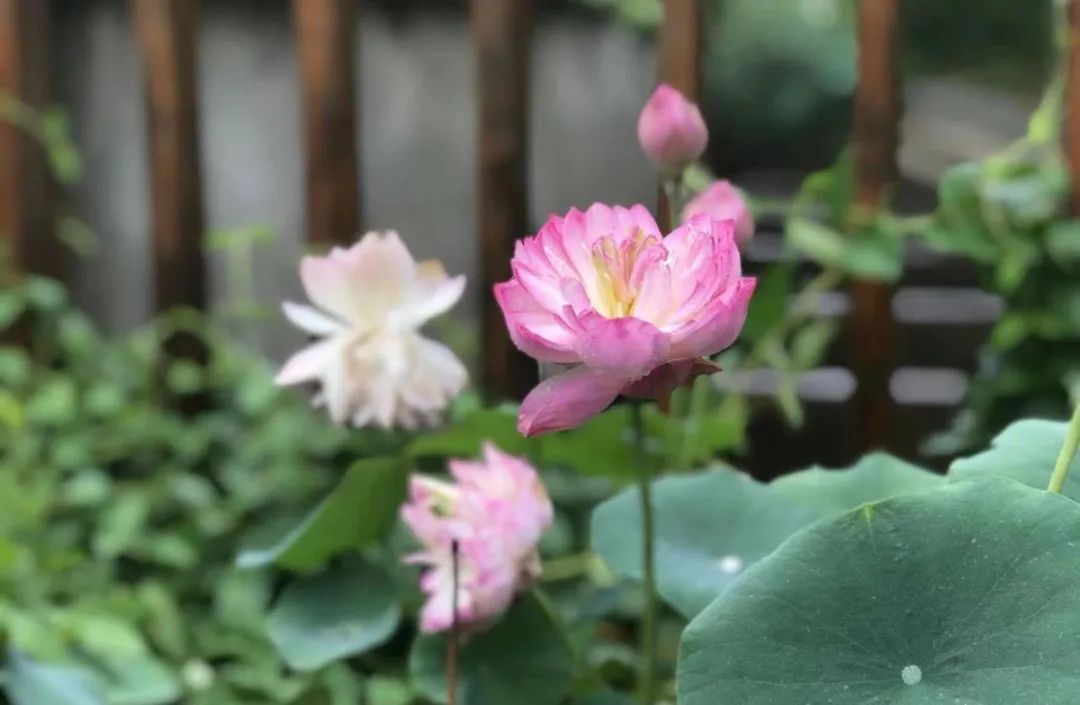 形式會展票廈門推出濟證經