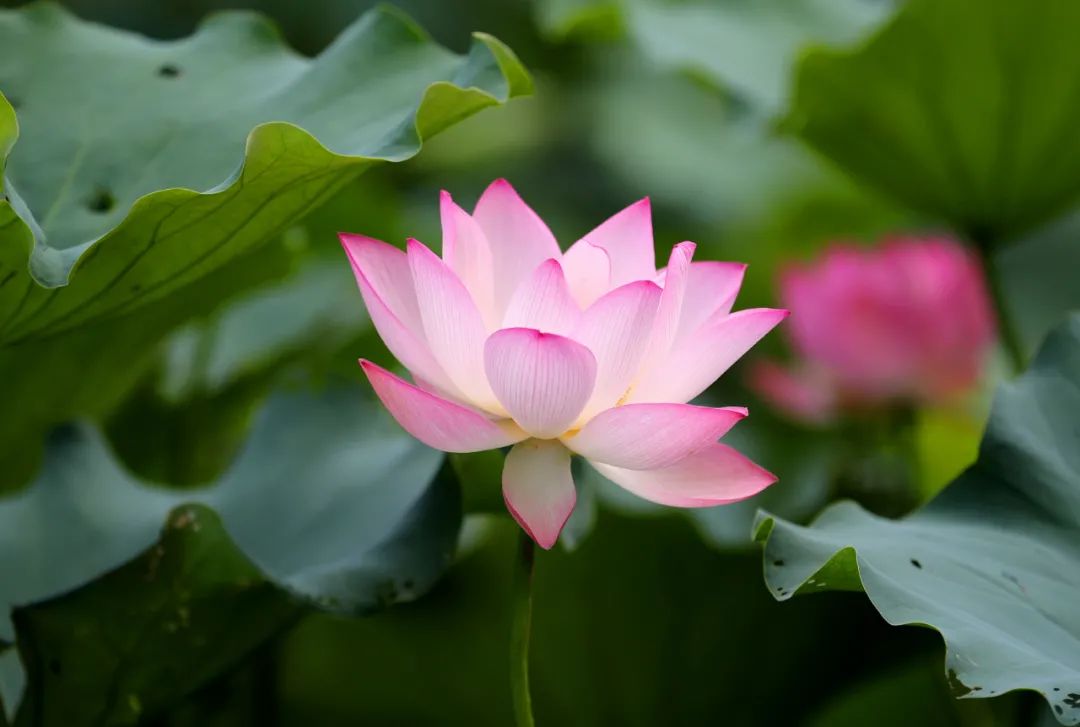 温暖启幕人寿泰康年爱家节