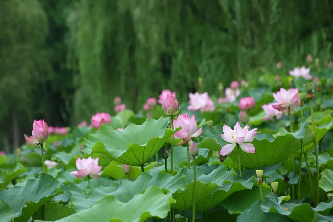 评国马鞍单位中信债承年获行连续两销五星级银行山分