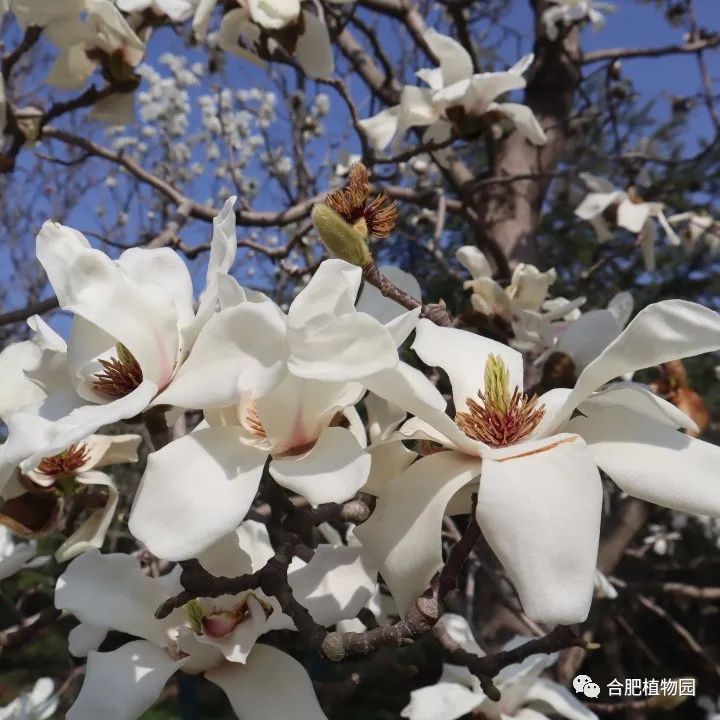 合肥市长江路幼儿园教育集团园长妈妈对您说：健康春天，快乐成长&mdash;&mdash;幼儿园春季传染病预防知识