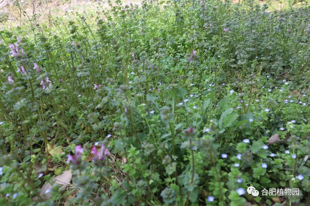 年会节目节目创意