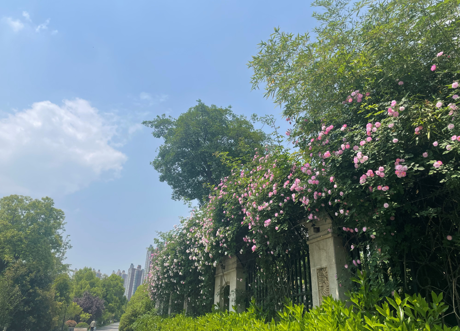 保险新中国准则专项合同及绩回年业平安说明溯发布