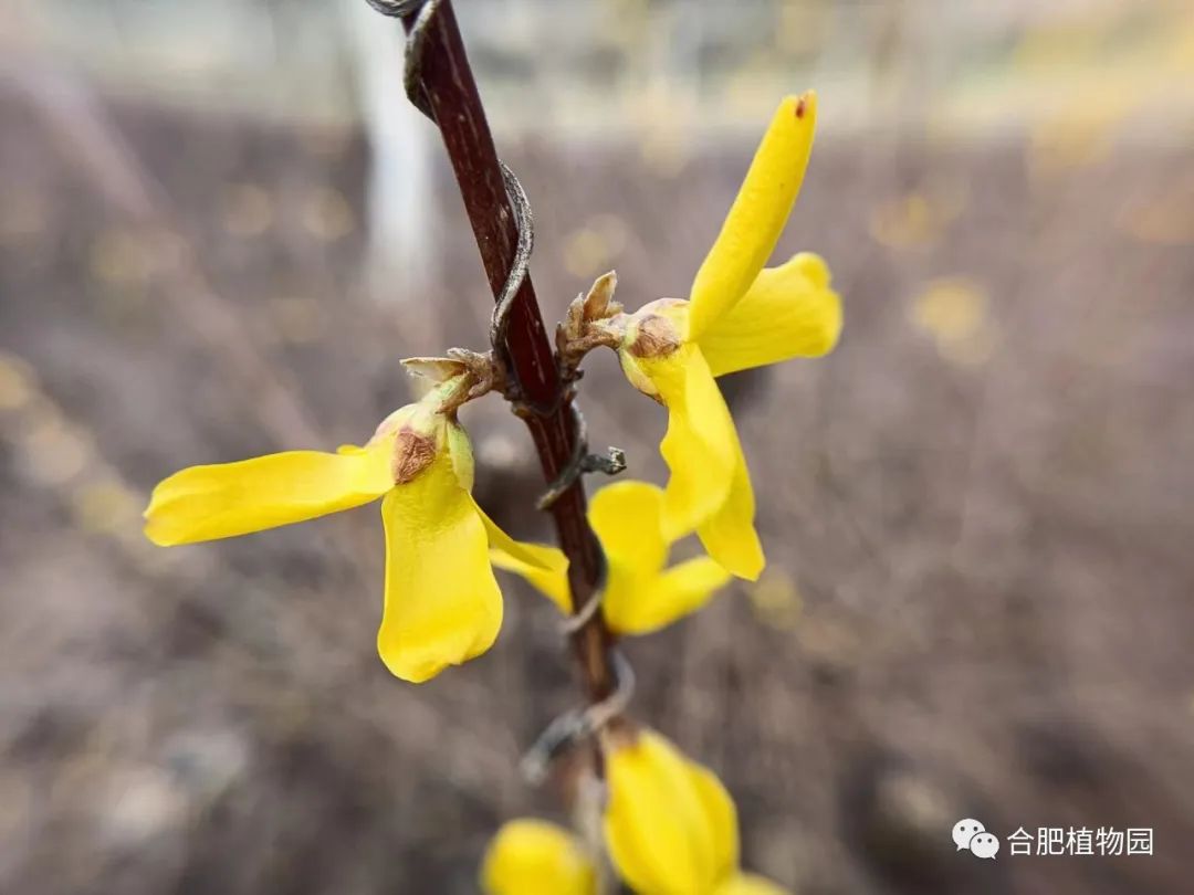 兴业银行成功发行2023年第一期绿色金融债券