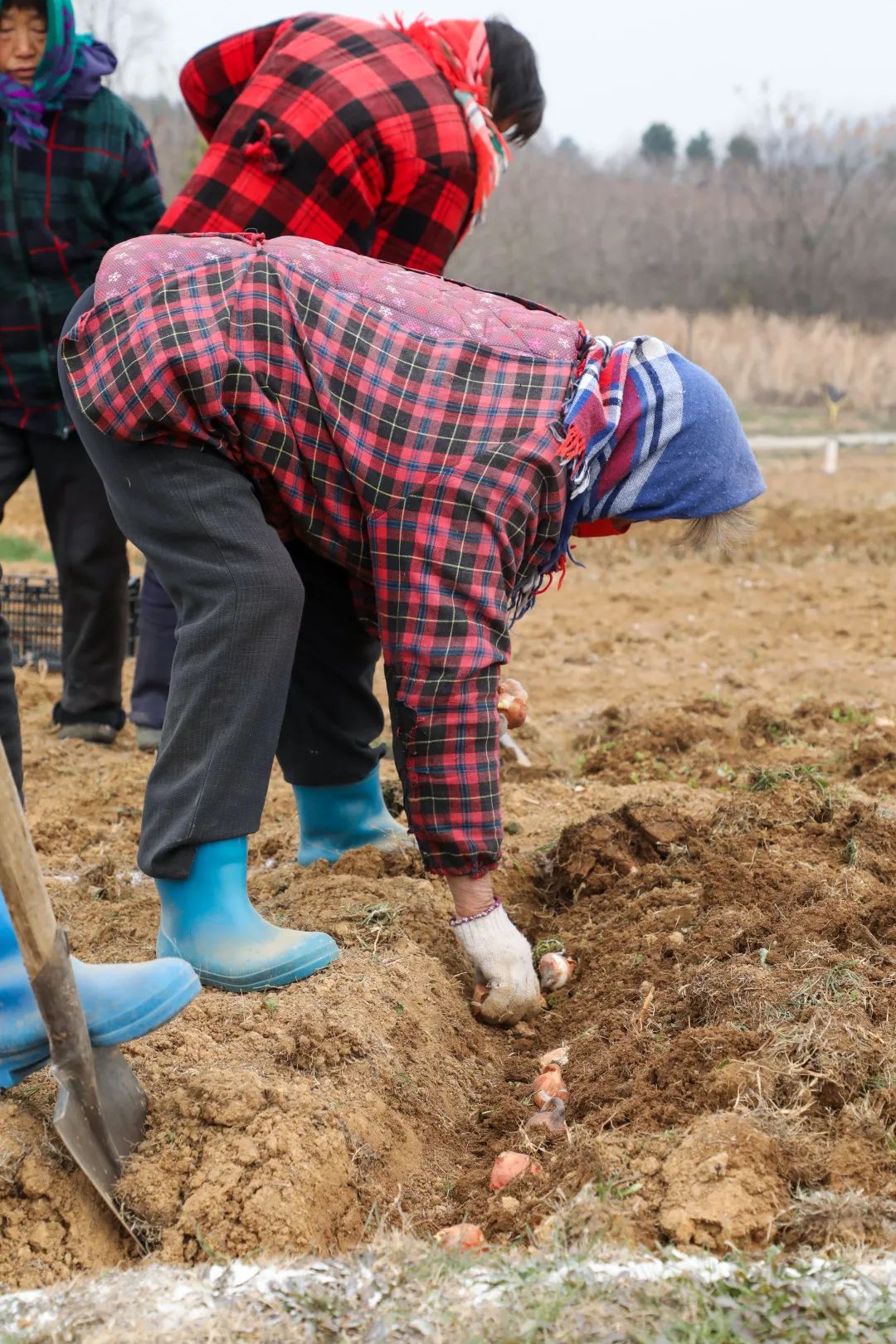 路过的蚂蚁也要称赞是什么梗