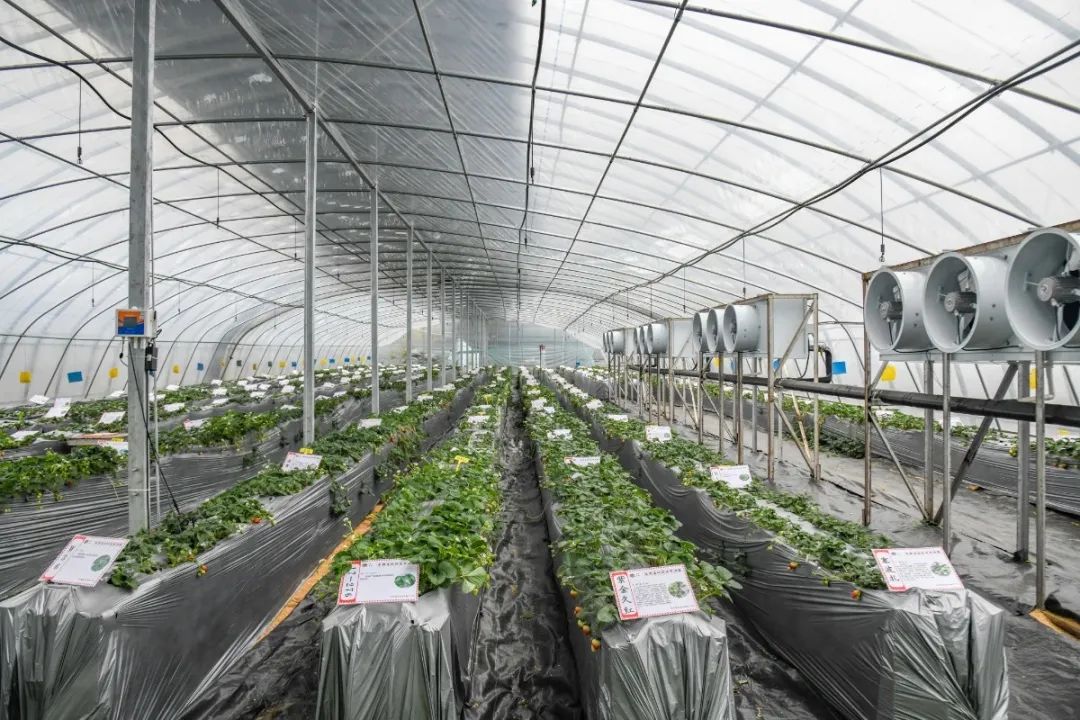 相约安徽·向春而行 | 232个品种!一起走进长丰草莓"博物馆"